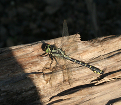 Shaogomphus schmidti