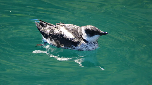 Marbled Murrelet