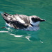 Marbled Murrelet - Photo (c) mac-e, some rights reserved (CC BY-NC), uploaded by mac-e