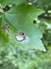 Mastophora phrynosoma