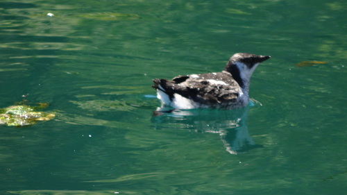 Marbled Murrelet