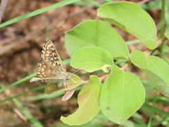 Caprona alida