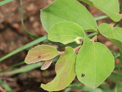 Caprona alida
