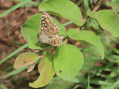 Caprona alida