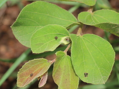 Caprona alida
