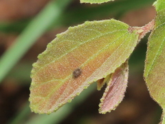 Caprona alida