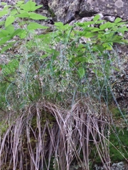 Poa glauca