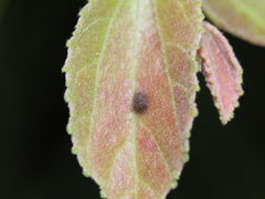 Caprona alida