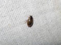 Enochrus quadripunctatus