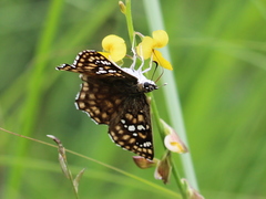 Caprona alida