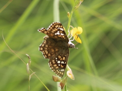 Caprona alida