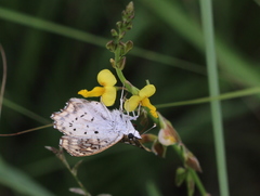 Caprona alida