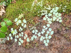 Thalictrum venulosum
