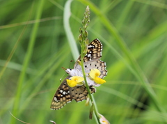 Caprona alida
