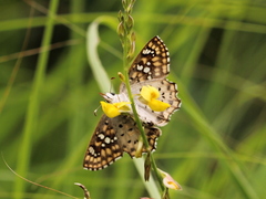 Caprona alida