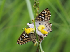 Caprona alida