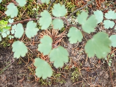 Thalictrum venulosum