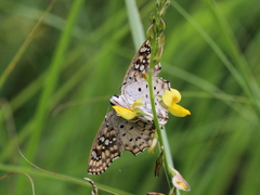 Caprona alida