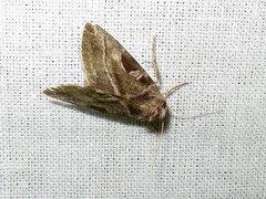 Eucarta virgo