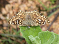 Caprona alida