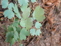 Thalictrum venulosum