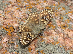 Caprona alida