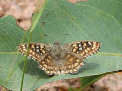 Caprona alida