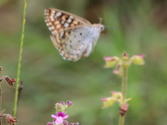 Caprona alida