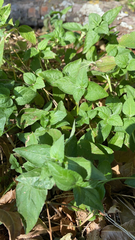 Calyptocarpus vialis