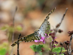 Caprona alida