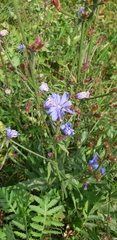 Cichorium intybus