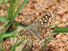 Caprona alida