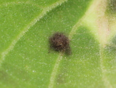 Caprona alida