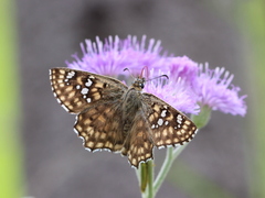Caprona alida