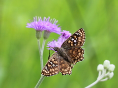 Caprona alida