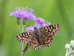 Caprona alida