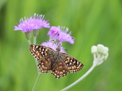 Caprona alida