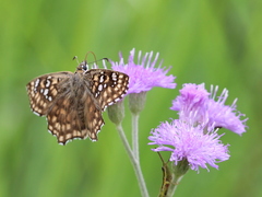 Caprona alida