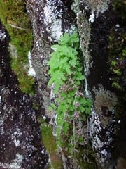 Cryptogramma stelleri