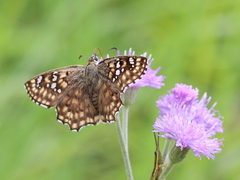 Caprona alida