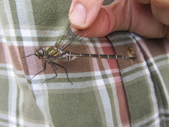 Somatochlora cingulata