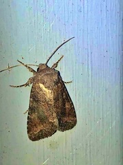 Mesapamea fractilinea