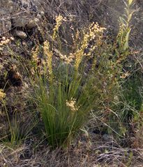 Juncus oxymeris