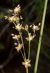 Juncus oxymeris