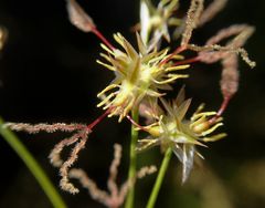 Juncus oxymeris