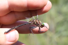 Somatochlora hineana