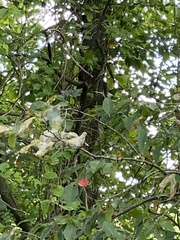 Cordulegaster erronea