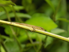 Anolis sericeus