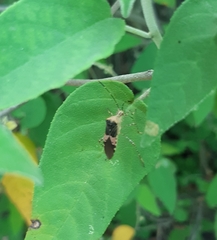 Hypselonotus punctiventris