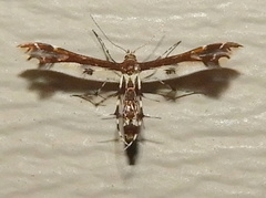 Geina